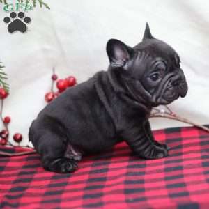 Onyx, French Bulldog Puppy
